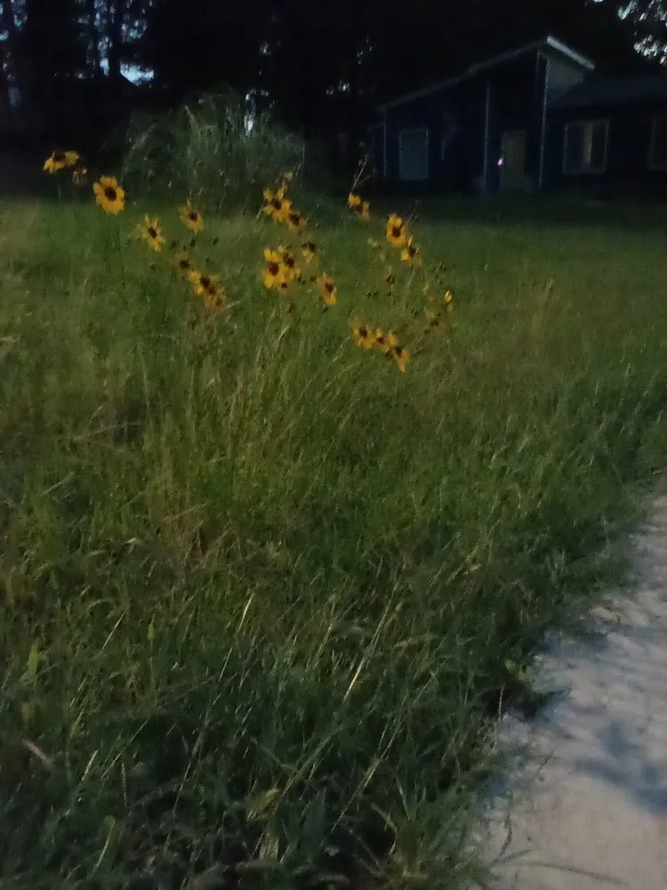 Professional outdoor landscaping in Conway, AR - Olive Branch Landscape Management