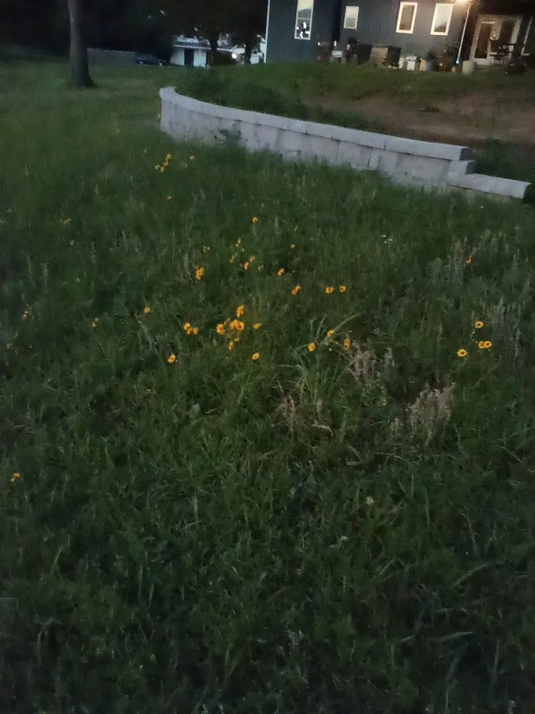 Trusted yard maintenance in Conway, AR - Olive Branch Landscape Management