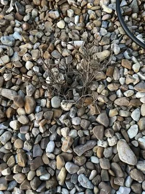 Olive Branch Landscape Management