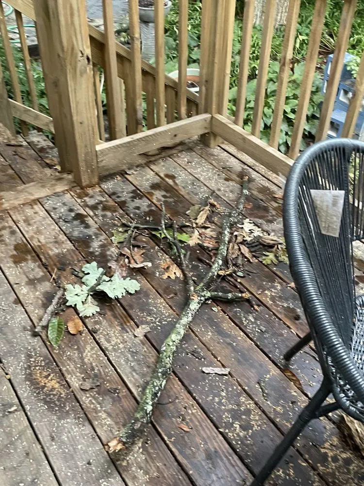 Local landscape installation in Vienna, VA by Olive Branch Service