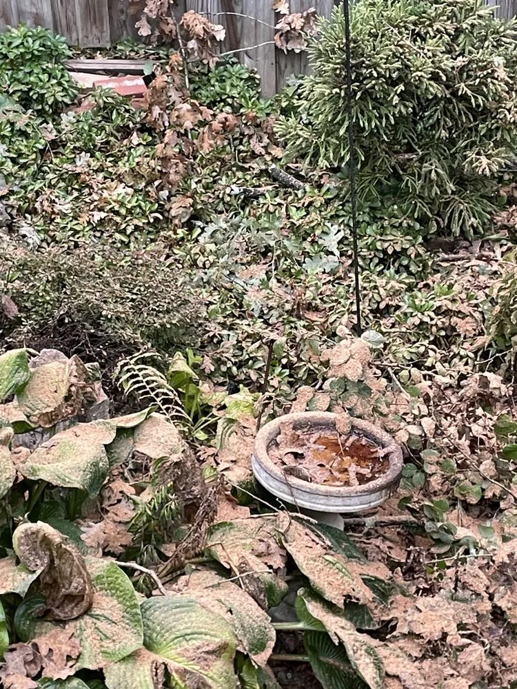 Professional landscaping services experts serving Vienna, VA - Olive Branch Service