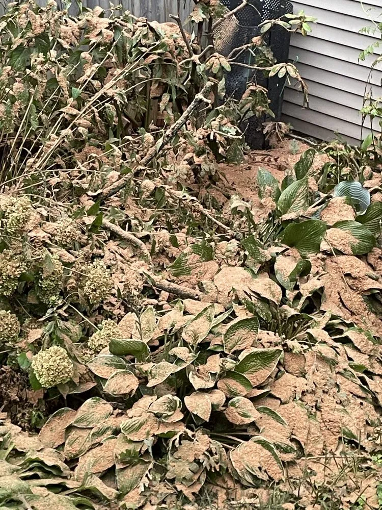 Professional lawn care service for outdoor upgrades across Vienna, VA - Olive Branch Service