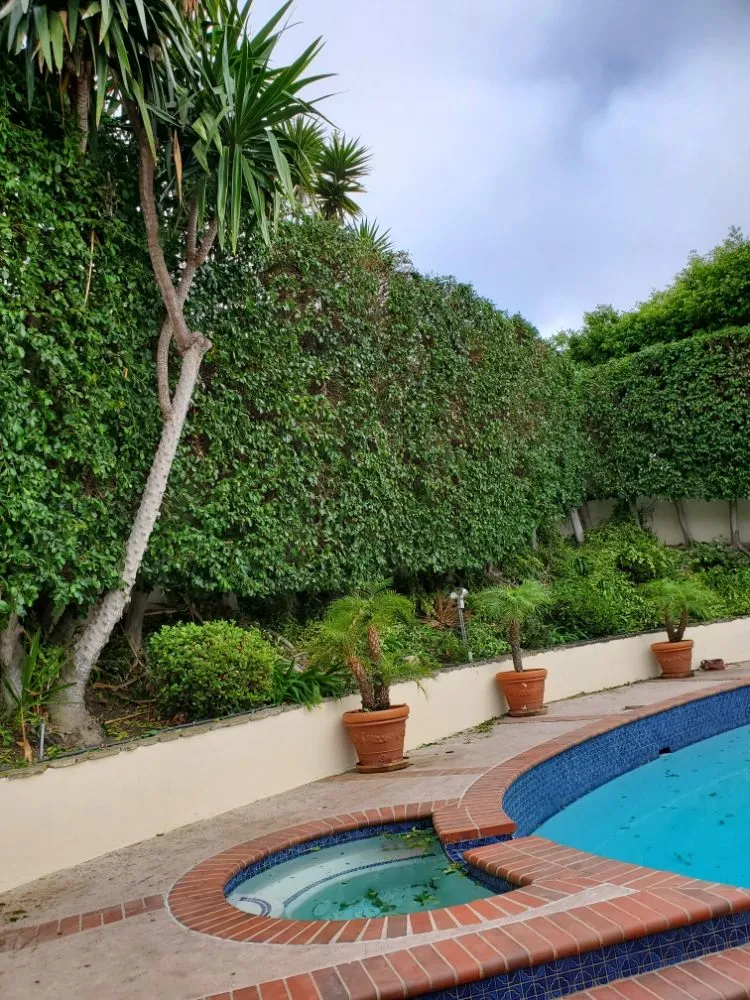 Trusted yard maintenance near you in Wilmington, CA by Olive Green Landscaping