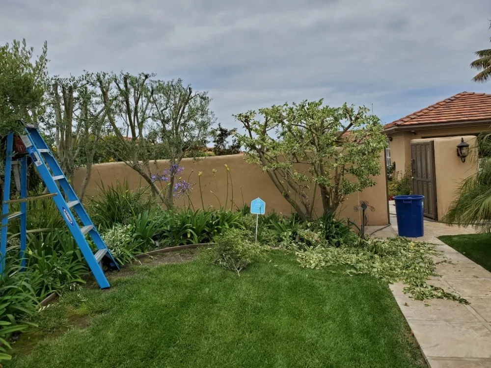 Affordable lawn care service in Wilmington, CA by Olive Green Landscaping