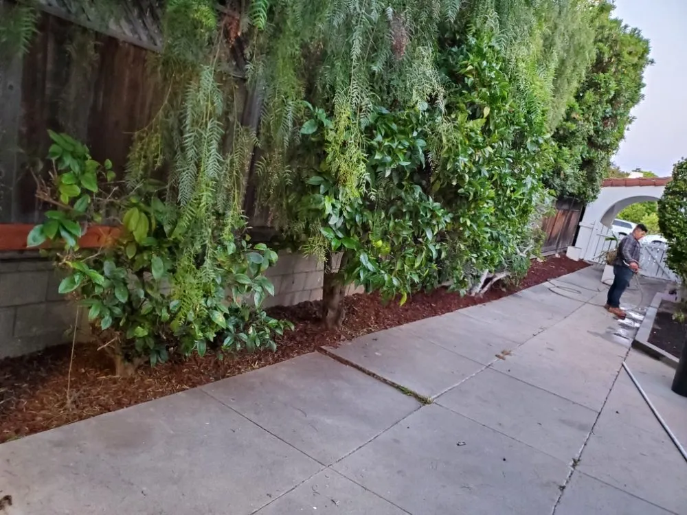Professional lawn care service for residential properties in Wilmington, CA by Olive Green Landscaping