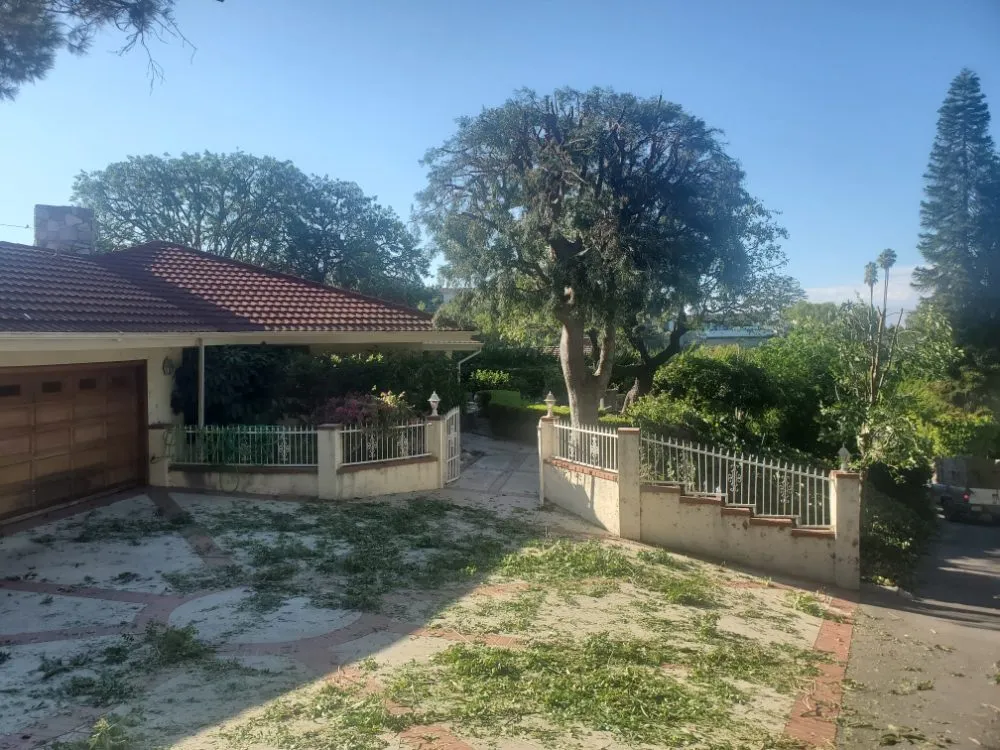 Professional yard maintenance in Wilmington, CA - Olive Green Landscaping