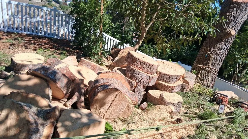 Custom landscape design in Wilmington, CA - Olive Green Landscaping