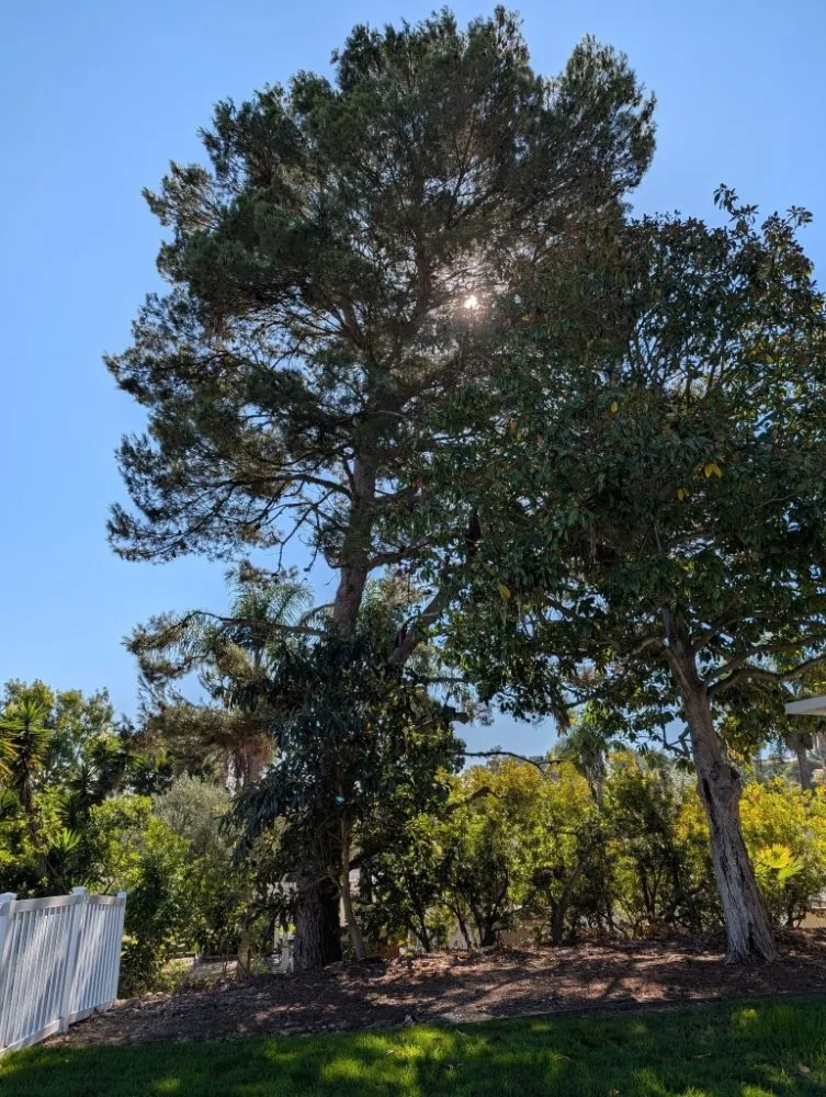 Affordable lawn care service in Wilmington, CA - Olive Green Landscaping