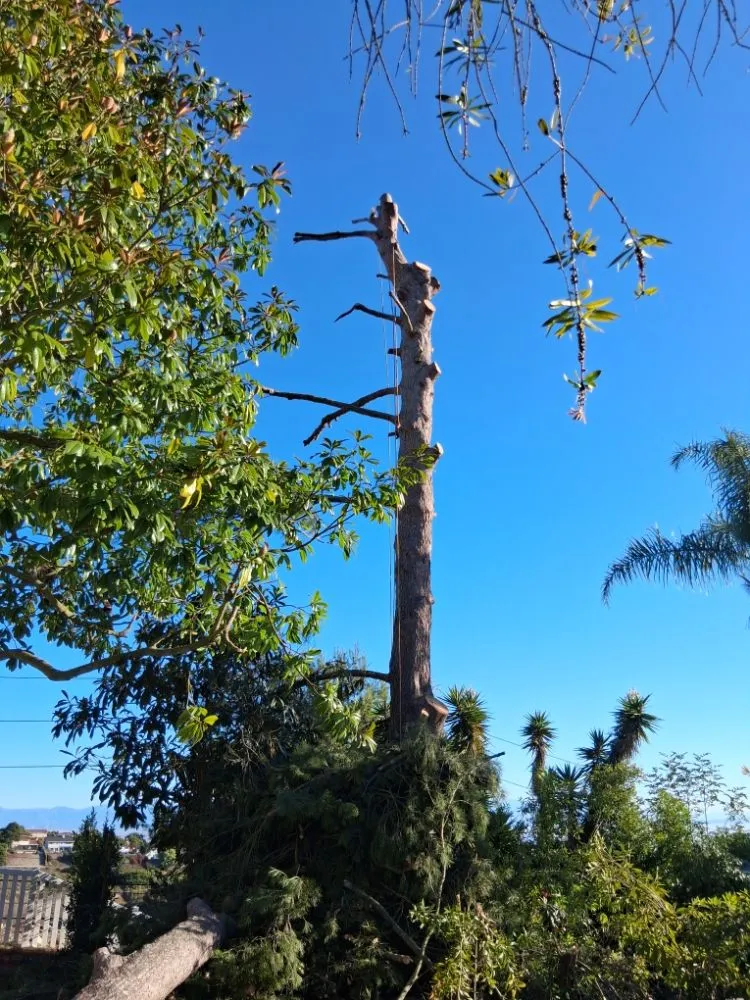 Custom residential landscaping experts serving Wilmington, CA - Olive Green Landscaping