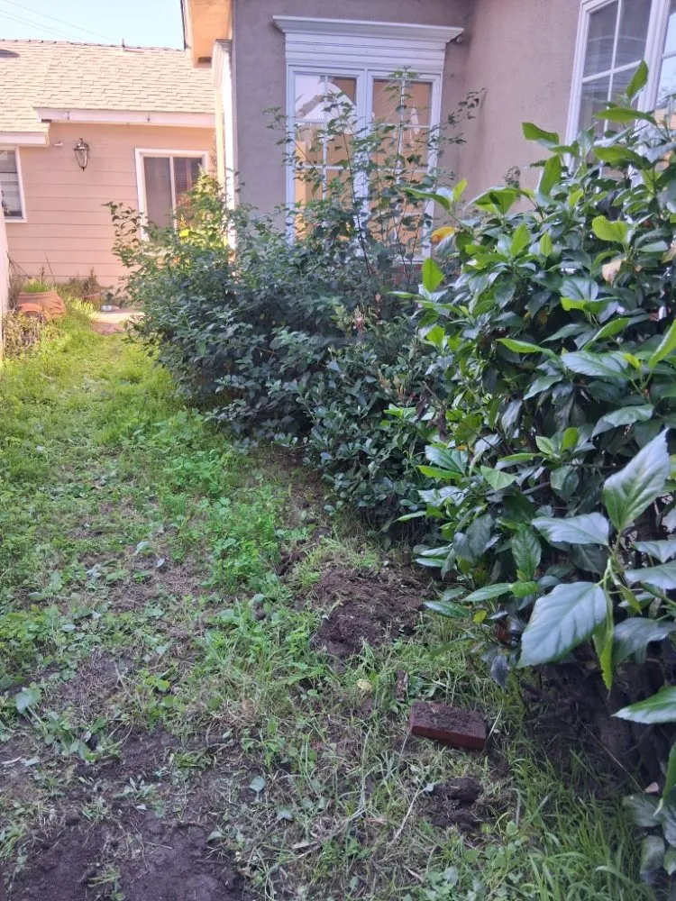 Trusted landscaping services with custom design in Wilmington, CA by Olive Green Landscaping