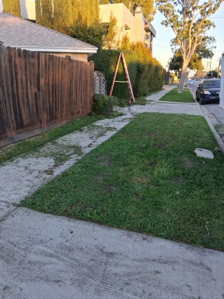 Local yard maintenance in Wilmington, CA by Olive Green Landscaping
