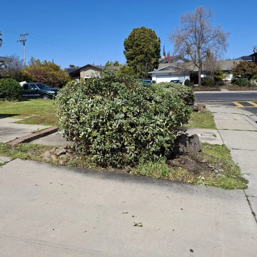 Local residential landscaping in Stockton, CA - Olive Tree Landscape