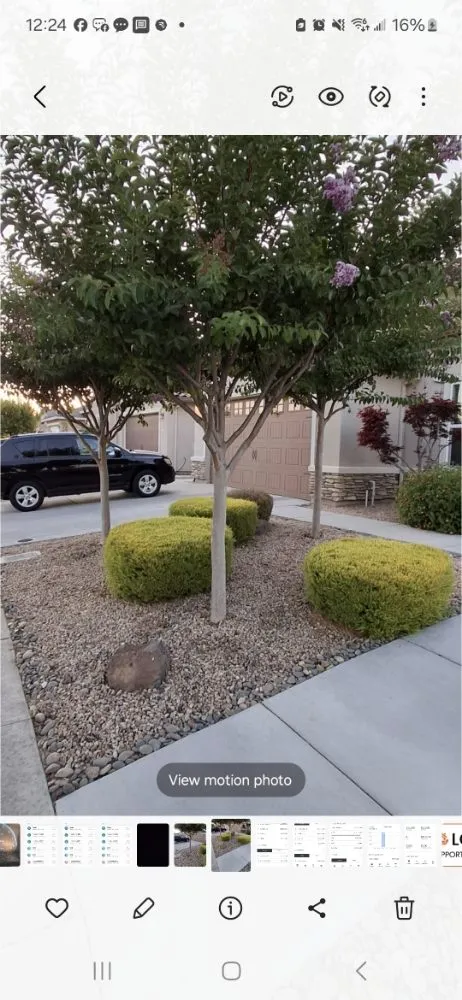 Local landscape installation in Stockton, CA - Olive Tree Landscape