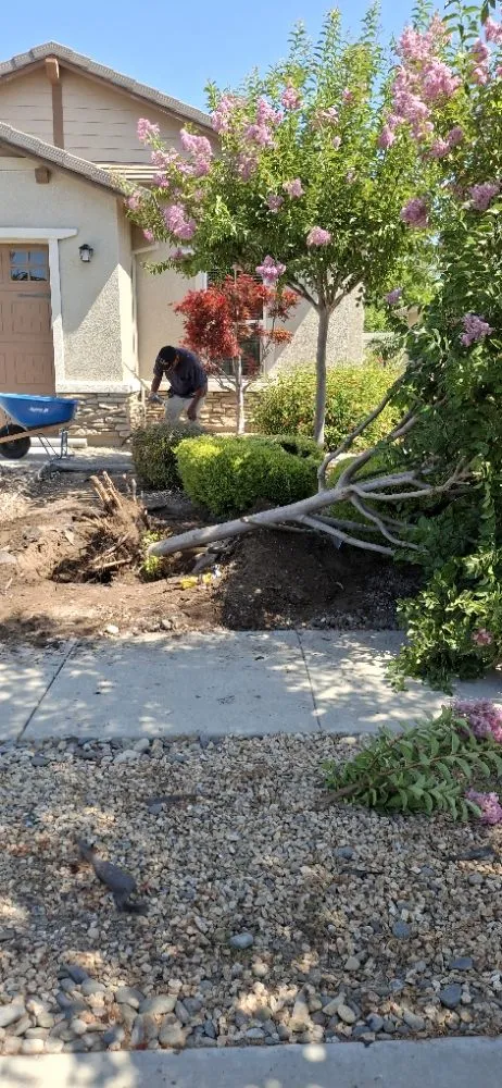 Affordable lawn care service for residential properties across Stockton, CA - Olive Tree Landscape