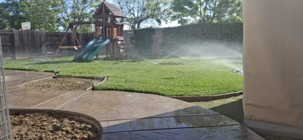 Affordable yard cleanup service in Stockton, CA - Olive Tree Landscape