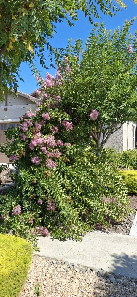 Local landscape design for year-round maintenance across Stockton, CA - Olive Tree Landscape