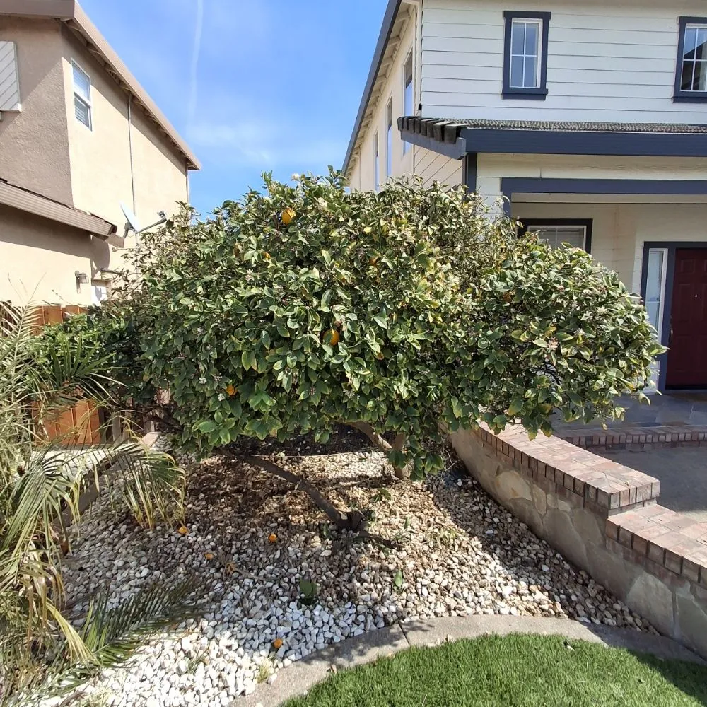 Affordable lawn care service for residential properties in Stockton, CA by Olive Tree Landscape
