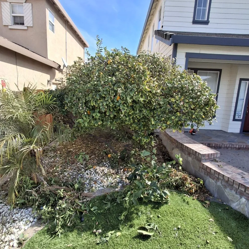Professional yard maintenance in Stockton, CA by Olive Tree Landscape