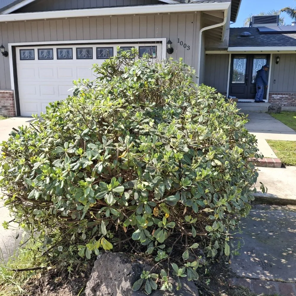 Reliable residential landscaping near you in Stockton, CA by Olive Tree Landscape