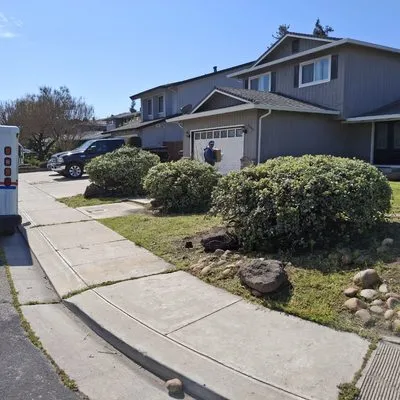 Olive Tree Landscape Logo