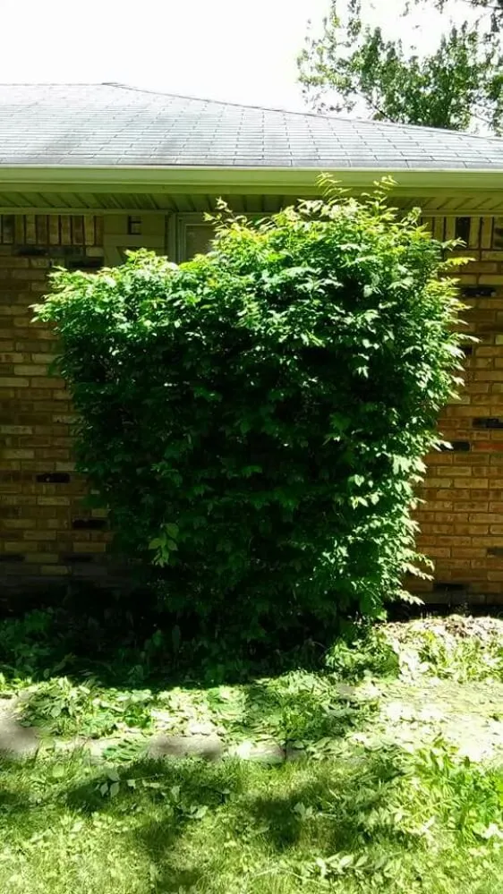 Professional landscape installation in Muncie, IN by Oliver Landscaping