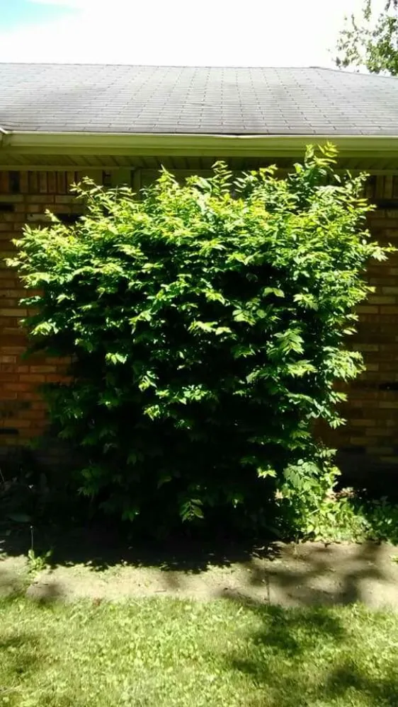 Affordable yard cleanup service with custom design across Muncie, IN - Oliver Landscaping