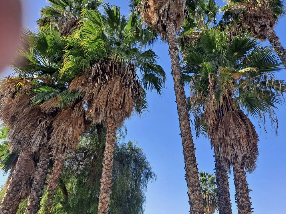 Custom residential landscaping in Perris, CA by Oliveros Tree Service