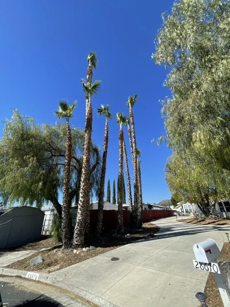 Trusted landscape design in Perris, CA - Oliveros Tree Service