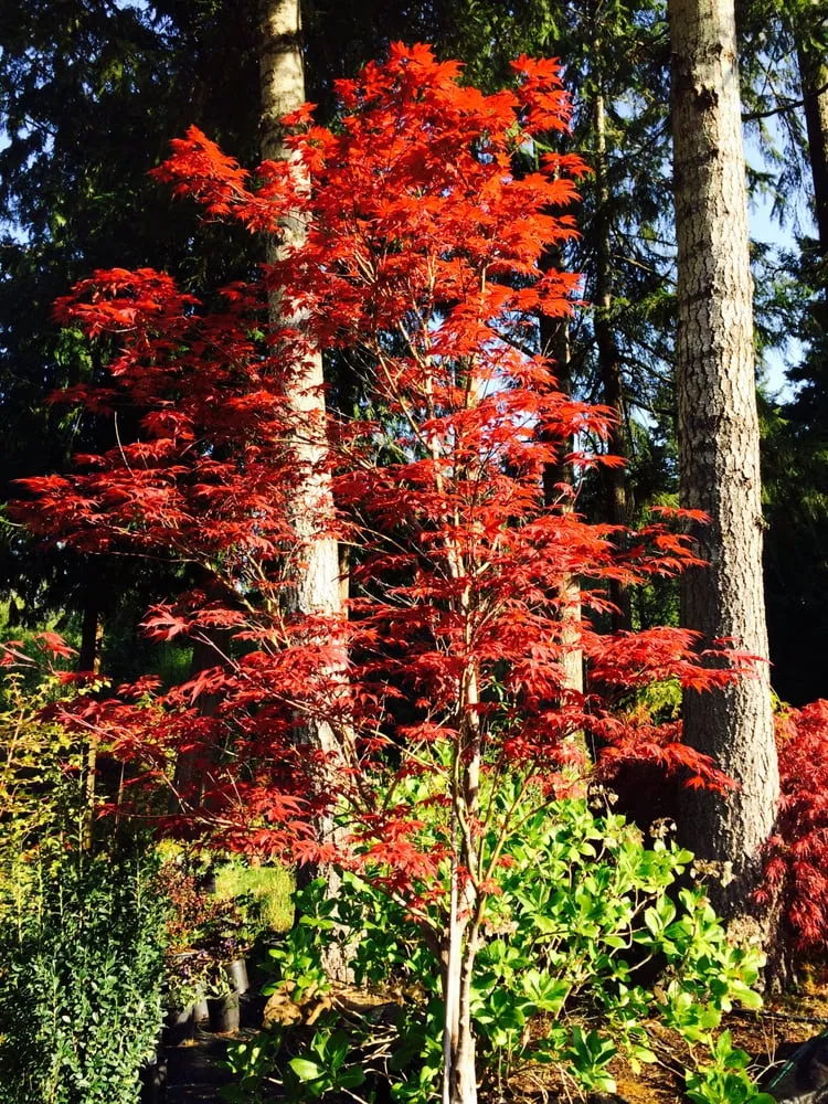Custom yard maintenance for beautiful yards across Olympia, WA - Oliver's Landscaping & Garden Service