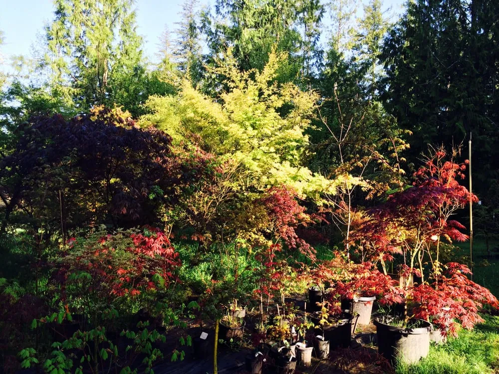 Reliable garden landscaping in Olympia, WA - Oliver's Landscaping & Garden Service