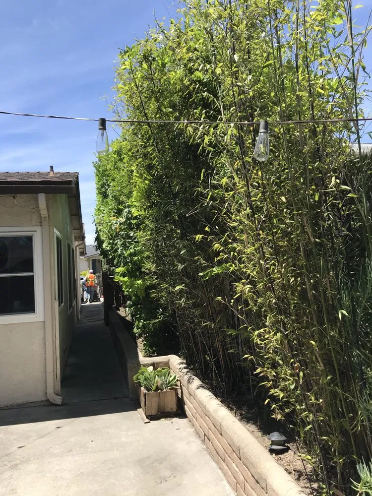 Trusted lawn care service experts serving Escondido, CA - Olive’s Gardening