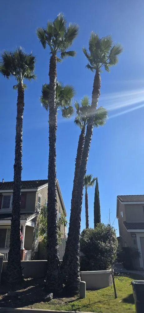 Professional yard cleanup service in Escondido, CA - Olive’s Gardening