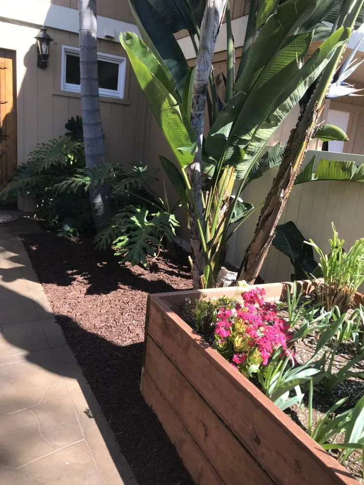 Local yard maintenance in Escondido, CA by Olive’s Gardening