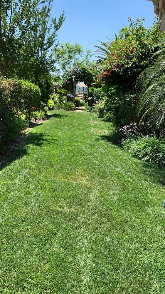 Professional residential landscaping for outdoor upgrades across Escondido, CA - Olive’s Gardening