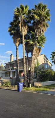 Olive’s Gardening Logo