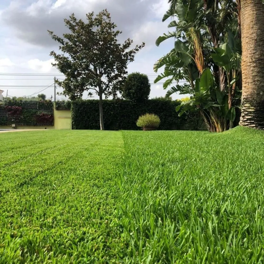 Expert residential landscaping experts serving McAllen, TX - Olives Valley