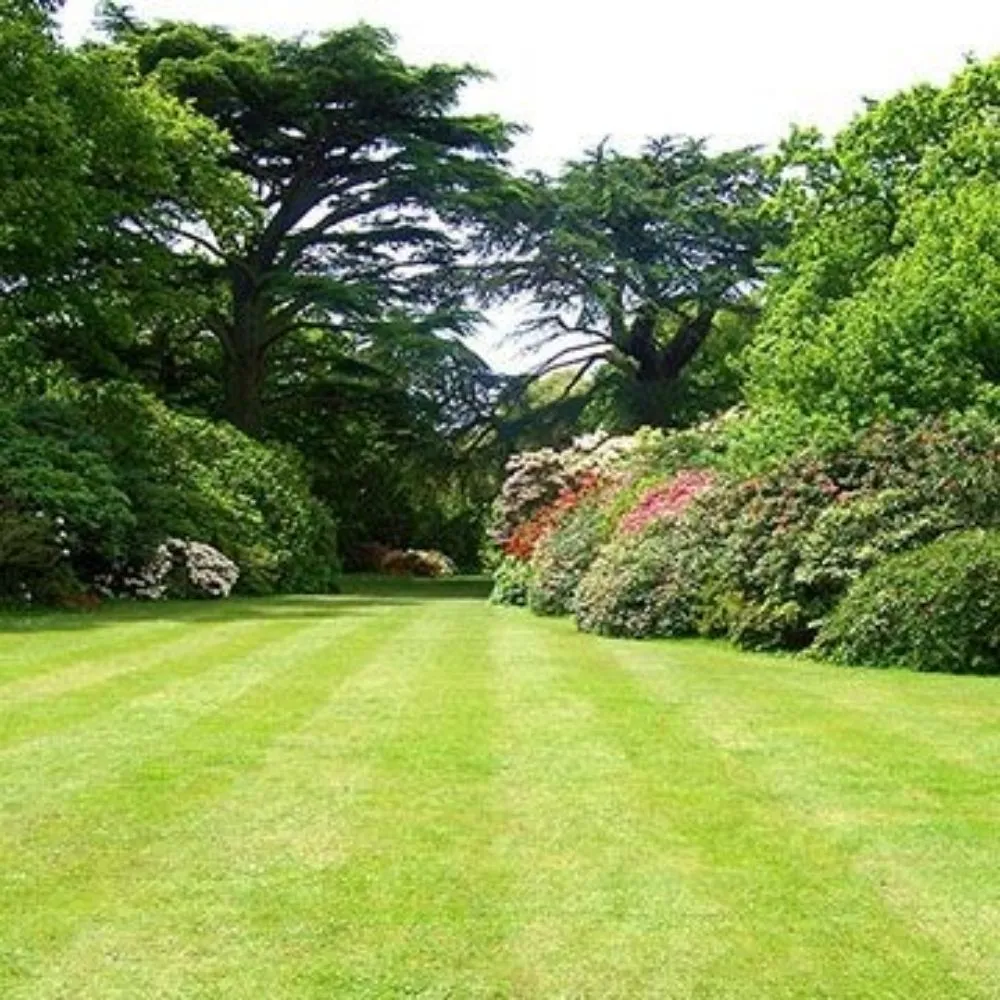 Top-rated lawn care service for homes across McAllen, TX - Olives Valley