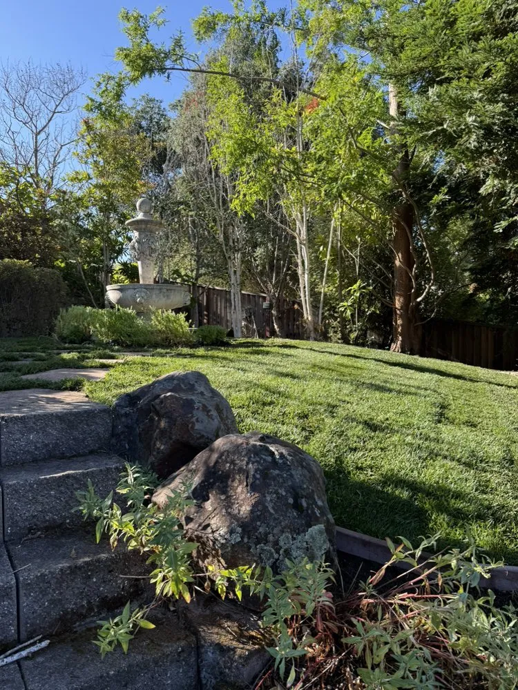 Affordable lawn mowing service in San Ramon, CA by Olivewood Landscaping and Design