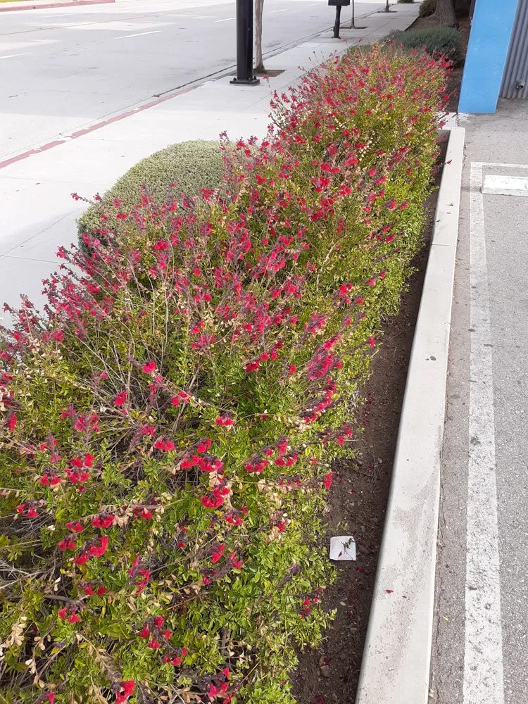 Professional lawn mowing service for homes in Azusa, CA by OLM Landscape Maintenance