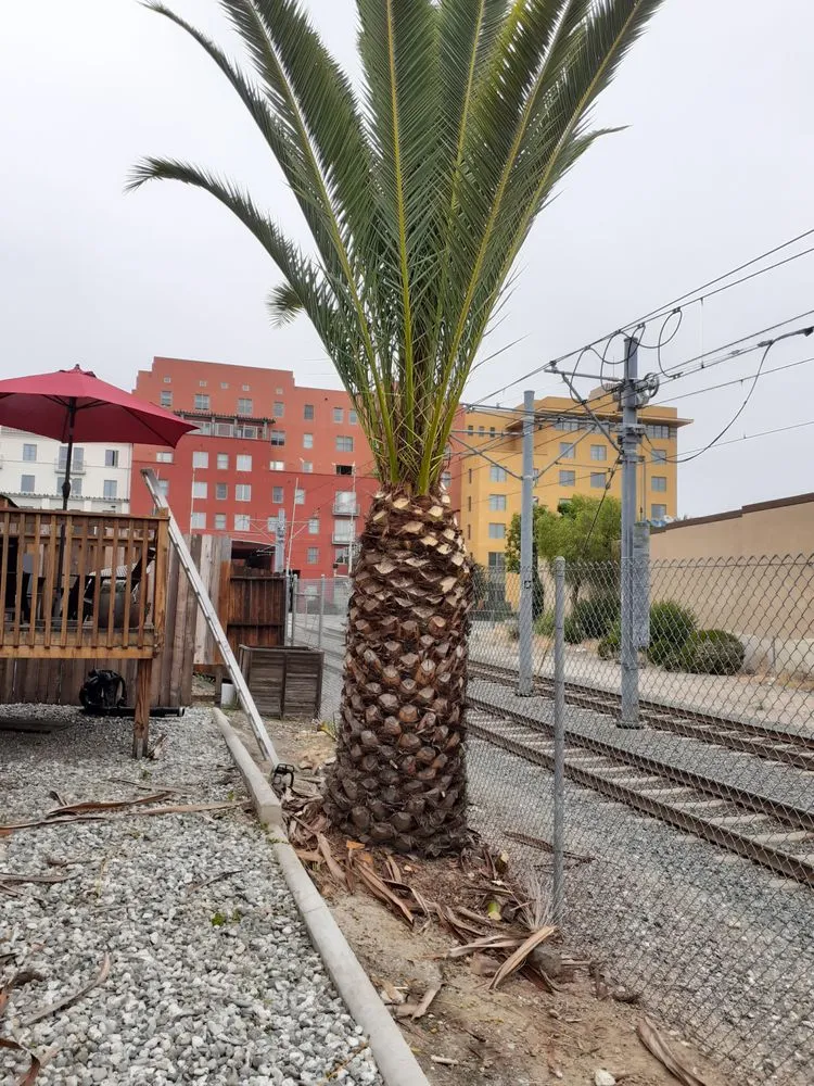 Custom outdoor landscaping for residential properties in Azusa, CA by OLM Landscape Maintenance