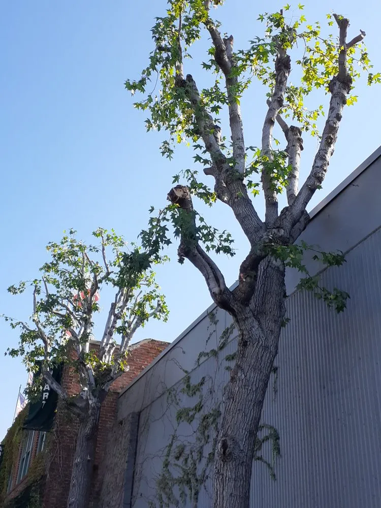 Reliable yard cleanup service experts serving Azusa, CA - OLM Landscape Maintenance