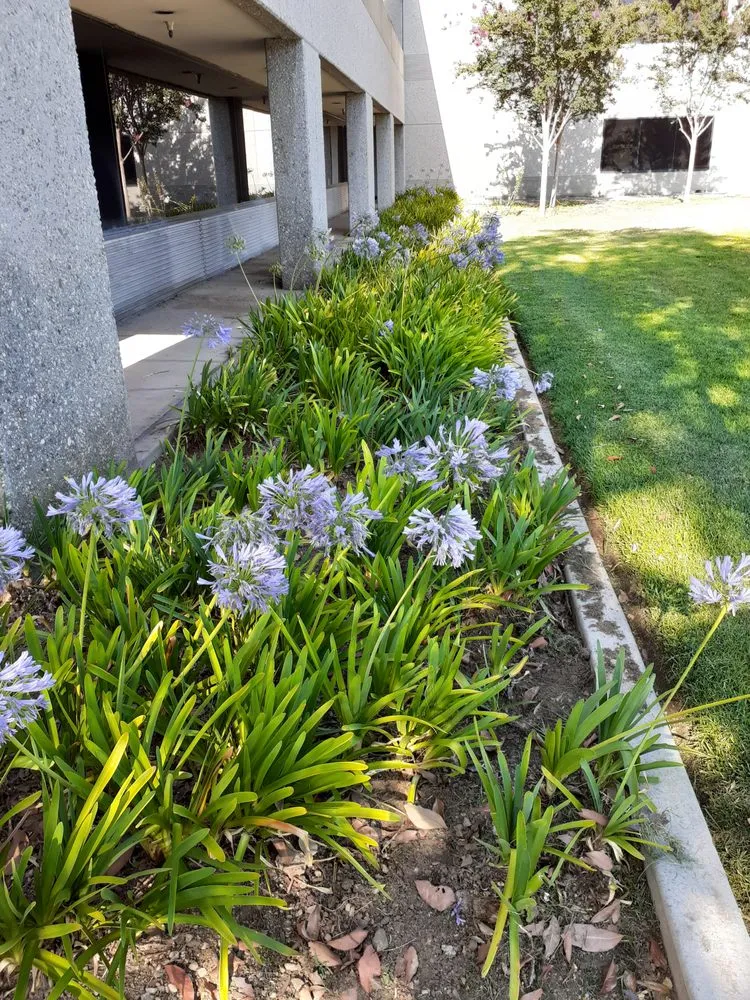 Local landscape design experts serving Azusa, CA - OLM Landscape Maintenance