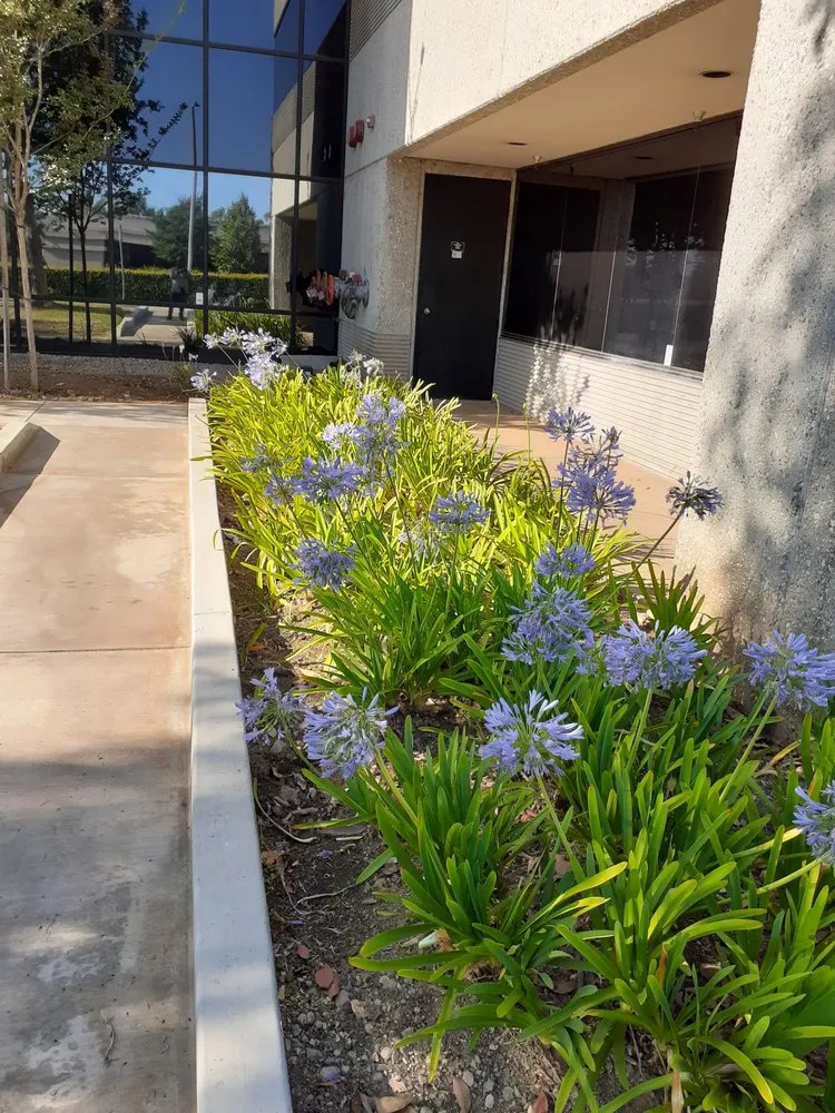 Trusted residential landscaping for residential properties in Azusa, CA by OLM Landscape Maintenance
