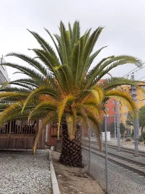 OLM Landscape Maintenance Logo