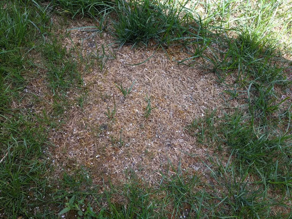 Expert lawn mowing service in Newport, RI by O'Loughlin Landscaping