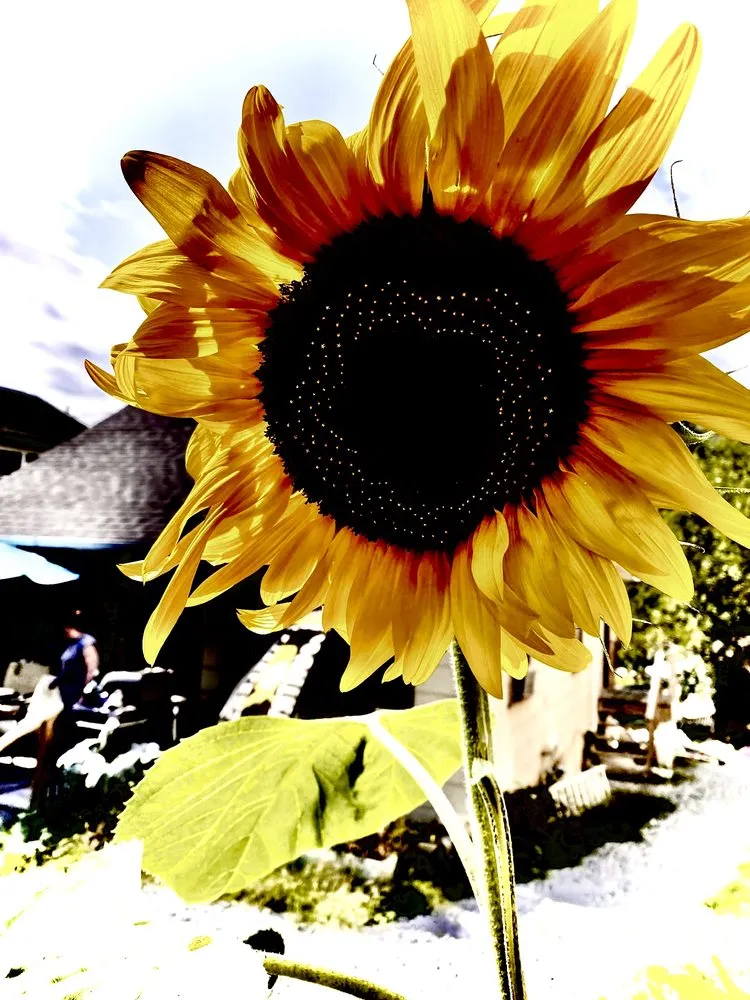 Top-rated yard cleanup service for homes in Greenwood Lake, NY by Olsen's Landscaping & Tree Service