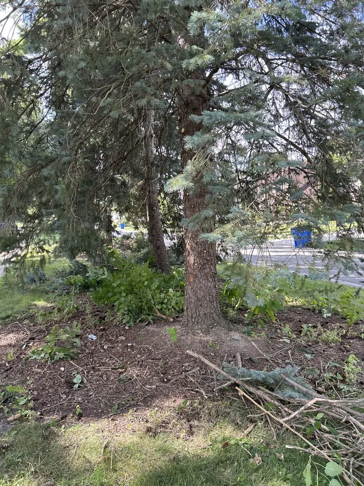 Expert lawn care service in Brodhead, WI by Olson Outdoor Solutions