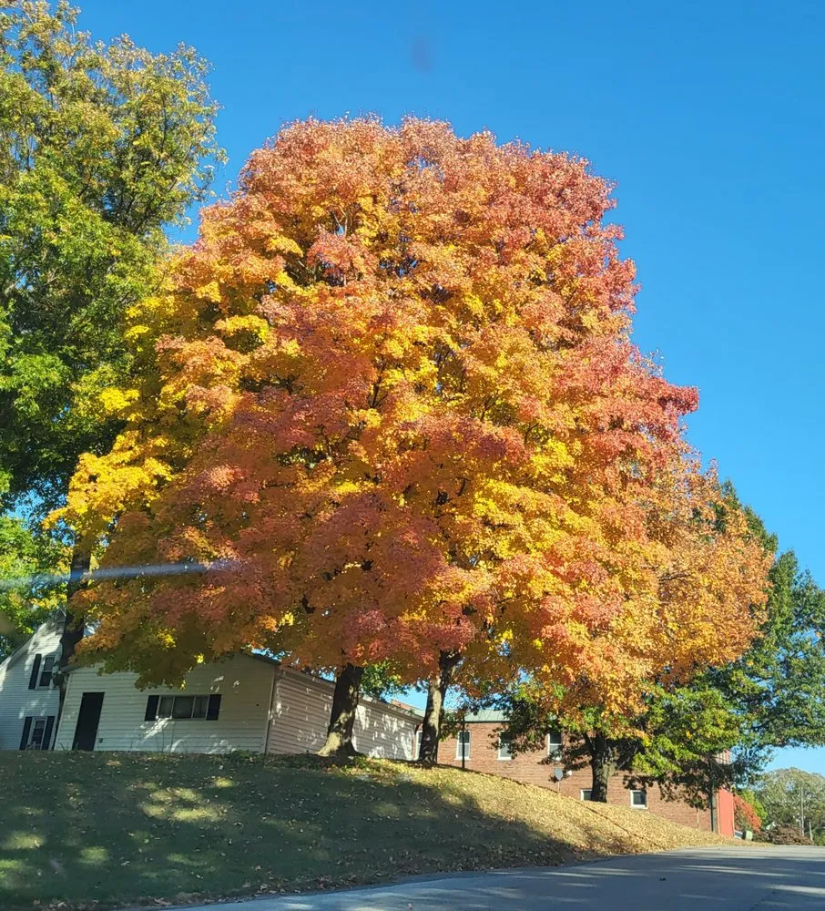 Reliable yard maintenance for residential properties across Iowa, LA - Olson's Earthworks