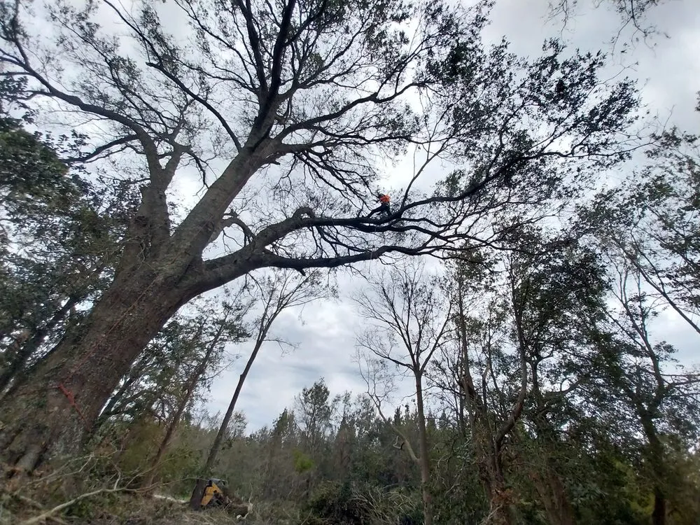 Top-rated landscaping services for beautiful yards across Iowa, LA - Olson's Earthworks