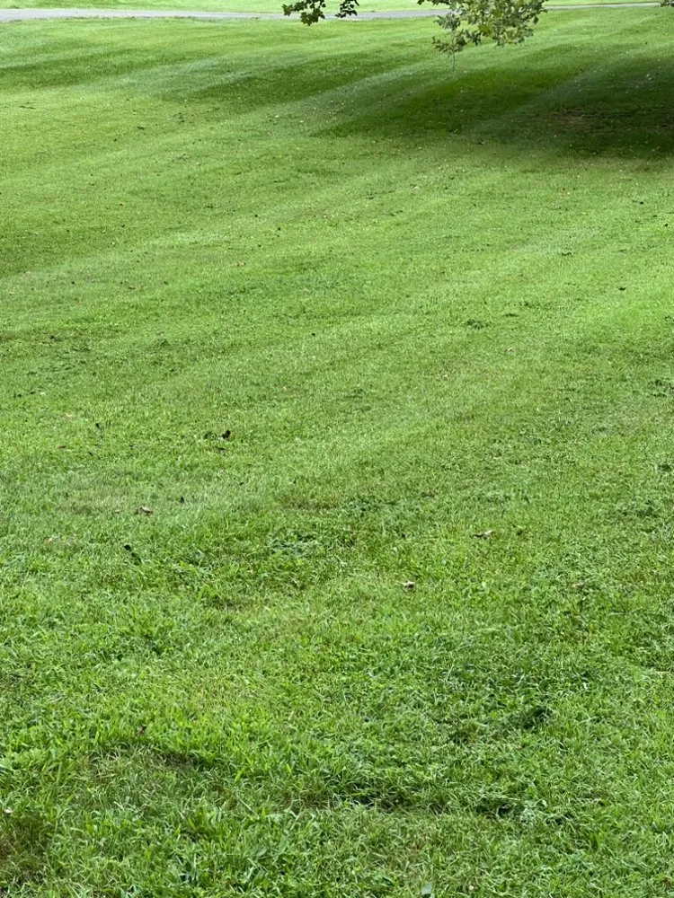 Trusted yard cleanup service for homes across Bedford, VA - Olsons Family Lawn Care